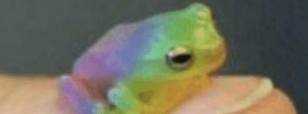 HotFrog57