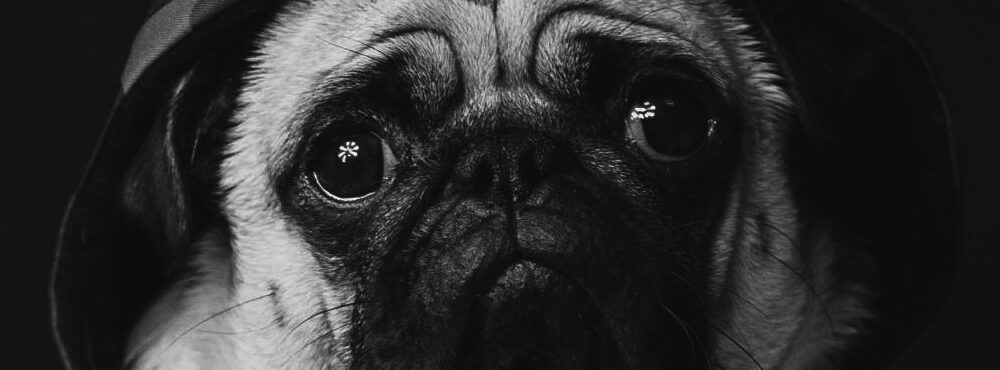 PUG Hunters