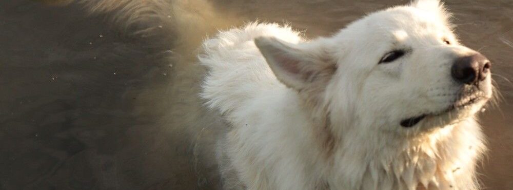 TheStrayDog